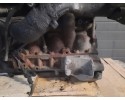 IVECO DAILY III 99 14 2 3D 116 KM DIESEL ENGINE 502295002 Car type cargo vans