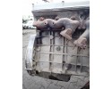 Gasoline engine JAGUAR XJ V 3 2 B 95r 9HPGRB Catalog number of the part 9HPGRB