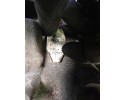 Transmission 1XD0E NISSAN MURANO AND Z50 3 5 V6 2007R Version European