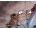 HYUNDAI I30 1 4 GEARBOX 43115 32000 Catalog number of the part HYUNDAI I30 1 4 SKRZYNIA BIEGOW 43115 32000