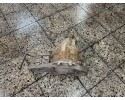 BRIDGE DYFER REAR 36 11 2 2 CDI A651 MERCEDES VITO W639 LIFT 03 13 Part manufacturer Mercedes Benz OE