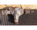SUZUKI GRAND VITARA II 2 0B BRIDGE DYFER MANUAL 305F14031 Part manufacturer Suzuki OE
