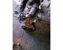 renault clio iii megane iii Nissan 1 5 dci engine k9k Catalog number of the part renault clio iii megane iii nissan 1 5 dci siln