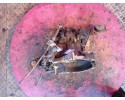 FIAT SIENA AND PALIO WEEKEND 1 2 178B5000 75KM GEARBOX 5B Catalog number of the part 357247 Zawada
