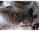 DIFFERENTIAL BRIDGE REAR BMW Z4 E85 7531068 3 38 Part manufacturer BMW OE