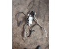 Calefactor estacionamiento Webasto BMW E71 E70 5.0i