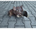 BMW 3 E36 COMPACT E36 Z3 DIFFERENTIAL 1428413 33101428413 3 38 Catalog number of the part 1428413 33101428413 3 38 BMW MIRTEX