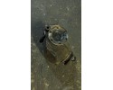 Rear differential BMW 7 E38 1428482 Catalog number of the part 1428482