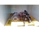 Engine set Mercedes W168 A170 1 7 CDI 668 942