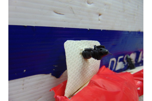 P0510808AC AIRBAG CORTINA DELANTERO DERECHO DODGE JOURNEY (JC) SXT 2008 P0510808AC 179056 DODGE - 1