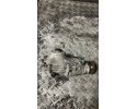 Front reducer BMW 5 Touring F11 759199507 diesel 280kW 2017 Catalog number of the part 759199507