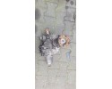 Mazda CX 7 2010 Front differential