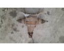 BMW 3 E36 316 1 8 DIFFERENTIAL REAR