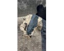 Rear reducer MERCEDES BENZ E W213 A2133507816 diesel 143kW 2023 Catalog number of the part A2133507816