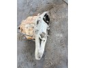 MERCEDES VIANO W639 DIFFERENTIAL REAR 36 11 2 2 CDI Part manufacturer Mercedes Benz OE
