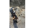 Rear differential A4473501314 Mercedes Benz VITO Full body 202 Part manufacturer Mercedes Benz OE