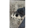 Front reducer MERCEDES BENZ 3266 hybrid 230kW 2023