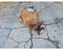 Complete differential BMW 5 E60 E61 3310 7562712 2 56 Catalog number of the part 33107562712