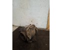 Diferencial trasero Mercedes-Benz E W211 A2303511808