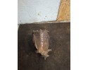 Rear differential Mercedes Benz E W211 A2303511108