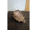 Rear differential Mercedes Benz E W211 A2303510508