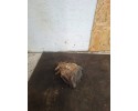 Rear differential Mercedes Benz E W211 A2113510308