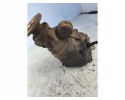 Nissan Pathfinder Rear Differential Differential 2 5 dCi 4WD 2007 Engine type diesel