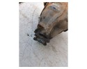 Mercedes Benz Vito Mixto Rear Differential Differential 113CDI Van Car type passenger cars