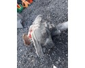VW TOUAREG 7P 3 0 TDI FRONT DIFFERENTIAL 4460310118 4460310066 Catalog number of the part 4460310118