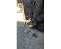 GEARBOX VOLVO FH RENAULT T520 2016 YEAR AT2612E Car type trucks