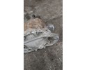 Rear differential Mercedes Vito Viano W639 2003 2014 A6393503214 Car type passenger cars