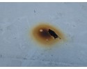 ROOF FORD S MAX II MK2 15 WHITE 5F Quality of parts according to GVO O original with manufacturer s logo OE